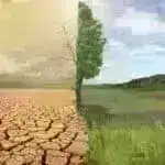 İtlər sizin duyğularınızı oxumaq üçün təkamül etmiş ola bilər