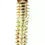 Müxtəlif sferik obyektlərin suya dəydiyi zaman nə baş verdiyini araşdırın