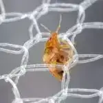 Tədqiqatçıların fikrincə, kütləvi ixtisarlar və məlumat pozuntuları əlaqəli ola bilər