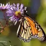 İqlim dəyişikliyi artıq PNW sahillərini yenidən formalaşdırır: Qəbilə xalqları necə uyğunlaşacağını göstərir