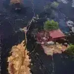 BMT-dən Quterreş sürətlə yüksələn Sakit okeanla bağlı “qlobal SOS” verir