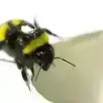 Yeni kütləvi ekssentrik qəhvəyi cırtdan kəşf edildi