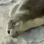 Alimlər ionlaşmadan sonra CO₂ molekullarının dimerlərində gözlənilməz davranış aşkar ediblər.