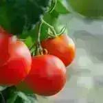 Yeni kiçik molekul tək başına hidroksiürəyə cavab verməyən yetkinlərdə oraq hüceyrə xəstəliyini müalicə edə bilər