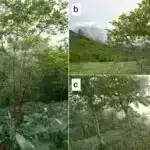 Keçən həftənin ən yaxşısı – Kral sirri həll edildi, HDMI kabellərində dinləmə, Alzheimer üçün yeni diaqnostik test