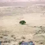 Baytarlıq təbabətində və təhsildə AI-nin faydalarını araşdırmaq