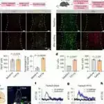 Tədqiqat 40Hz sensor stimullaşdırmanın beynin “ağ maddəni” qoruya biləcəyi yolları ortaya qoyur