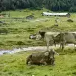 Grand Theft Auto və AI komandası it şəkillərini 3D modellərə çevirməyə kömək edir