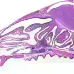 Fiziklər molekulların “görünməz” enerji vəziyyətlərini daha dərindən araşdırmaq üçün işıqdan istifadə edirlər