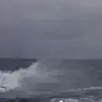 Tədqiqatçılar, son Vikinq dövründə qurbanlıq üçün atların tədarükü üçün xaricdə bir ticarət olduğunu aşkar etdilər