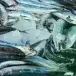 Kamikadze termitlər koloniyalarını indi sirləri açılmış xüsusi bir fermentin köməyi ilə qoruyurlar.