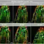 Sosial botların sirlərini açmaq: Tədqiqat süni intellektin dezinformasiyanın yayılmasındakı rolunu işıqlandırır