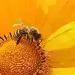 Daha az şiddətli meşə yanğınları gələcək yanğınların intensivliyini azalda bilər