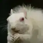 Tədqiqatçılar palıd meşəsinə əlavə CO₂ vururlar və ağacların gələcəkdə daha “ağaclı” olacağını aşkar edirlər.