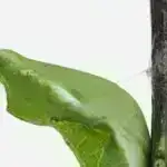 Yaşlılıqda yaddaş problemlərinin əsas fermentlə əlaqəli olduğu siçanlar üzərində aparılan araşdırma tapıb