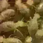 Qlobal balıqçılıq sənayesindəki qadınlar təhlükəsizlik şəbəkəsindən düşürlər, tədqiqatın nəticələri