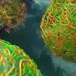 İstilik dalğalarını qlobal istiləşmə ilə əlaqələndirmək üçün süni intellektdən istifadə