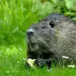 Statistik modellər fərdlərin havanın çirklənməsinin onların əhval-ruhiyyəsinə necə təsir etdiyini göstərir