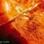 Koinfeksiya edən viruslar bir-birinin hüceyrəyə daxil olmasına mane olur