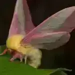 Qaranlıq maddə erkən kainatda superkütləli qara dəliklərin yaranmasına kömək edə bilərdi