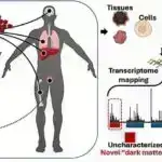Təkrarlanan neyron şəbəkələrində çevik çox vəzifəli hesablama dinamik motivlərə əsaslanır, tədqiqat göstərir