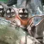 Tədqiqatçılar AB Doradus ulduzunda tac kütləsinin atılmasını araşdırırlar