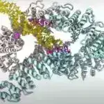 3D modellər mərcanların ağartma hadisələrinə reaksiyasına görünməmiş görünüş verir