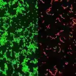 Bəzi ağac növlərinin əkilməsi pisləşə bilər, yaxşılaşa bilməz, NYC havası, yeni araşdırma deyir