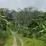 Plazmonik nanostrukturlarda isti daşıyıcıların gücünün üzə çıxarılması