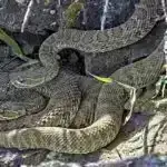 Braziliyanın Amazon bölgəsindəki insanlar tüstüdən boğulur və tropik meşə yanğınlarının istisini hiss edirlər