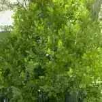 Nə qədər mikroplastik içirsiniz? Yeni alət bir neçə dəqiqə ərzində sizə xəbər verə bilər