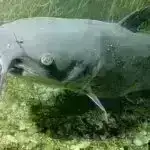 3D modellər mərcanların ağartma hadisələrinə reaksiyasına görünməmiş görünüş verir