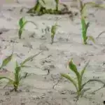 Tədqiqatçılar palıd meşəsinə əlavə CO₂ vururlar və ağacların gələcəkdə daha “ağaclı” olacağını aşkar edirlər.