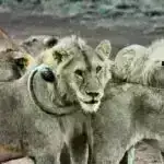 Tədqiqat pəhriz, genetik və bədən çəkisini birləşdirən yeni yol tapıb