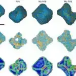 Nanodünyaya baxış: Mikroskop ən kiçik hüceyrə proseslərini aşkar edir