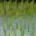 Təhsildə könüllü fəaliyyətin təşkili” qrant müsabiqəsi