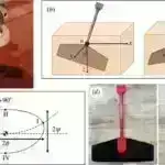 Astrositlər və perineuronal şəbəkələr sinaptik homeostazı saxlamaq üçün necə əməkdaşlıq edirlər