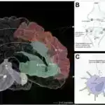 Tədqiqatçı uşaqların küçələri təhlükəsiz keçməsinə kömək etmək üçün robot hazırlayır