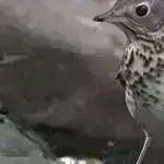 İlkin qara dəliklər ulduzları qovub onların yerini tuta bilərdi