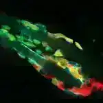 Litosfer qəribəlikləri kontinental interyerləri heykəlləndirə bilər