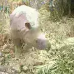 Güclü “Şanşan” qasırğası Yaponiyanın cənubuna çırpılıb