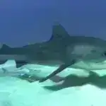 Tədqiqatçılar deyirlər ki, NZ ökseotu parazitdir, lakin yaramaz deyil – qışda quşlar və həşəratlar üçün həyati əhəmiyyət kəsb edir.