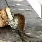 Yeni araşdırmanın nəticələri kommunikatorlara onlayn dezinformasiyanı düzəltməyə kömək edə bilər