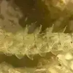 Yeni fotoakustik zondlar neyronların fəaliyyəti haqqında məlumat vermək potensialı ilə dərin beyin toxumasının təsvirinə imkan verir