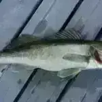 Ədalətli ödəmə: Vergi fırıldaqlarının qarşısının alınması ilə bağlı yeni araşdırmadan əldə edilən məlumatlar