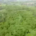 Yerli növlərdə vəhşi genlər: Uzaq qohumlarından istifadə edərək məhsullarımızı necə gücləndirə bilərik