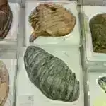 Yeni 2D kvant sensoru temperatur anomaliyalarını və maqnit sahələrini aşkar edir