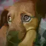 Şəhər yanğınları çayları və onların kiçik sakinlərini pozur – bu həşəratların itirilməsi daha böyük su problemlərinin xəbərdarlığıdır