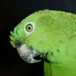 Qədim ağac qatranı artefaktları insanların Sakit okeana səpələnməsinə dair ən qədim sübutları təqdim edir.