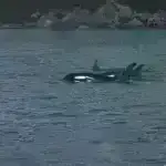 Tədqiqatın nəticələrinə görə, zəlzələlər kvarsın nəhəng qızıl külçələrinin əmələ gəlməsinə səbəb ola bilər